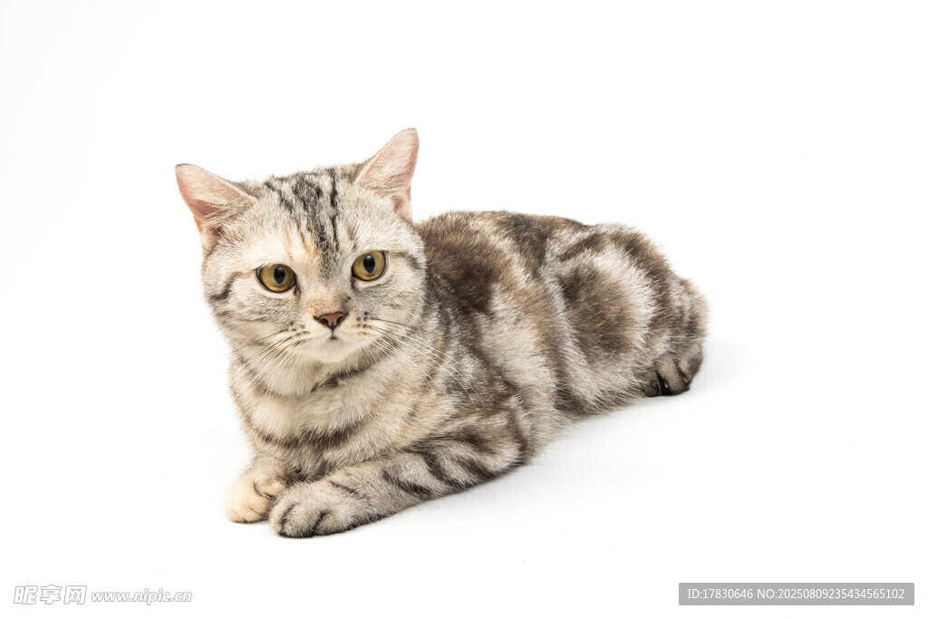 猫咪