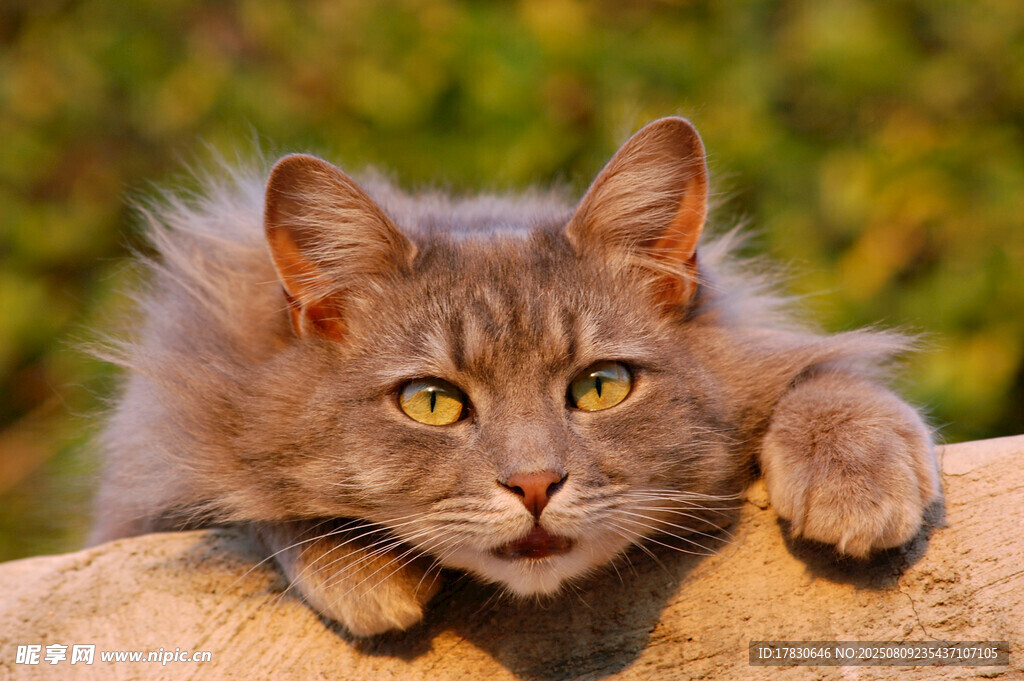 猫咪