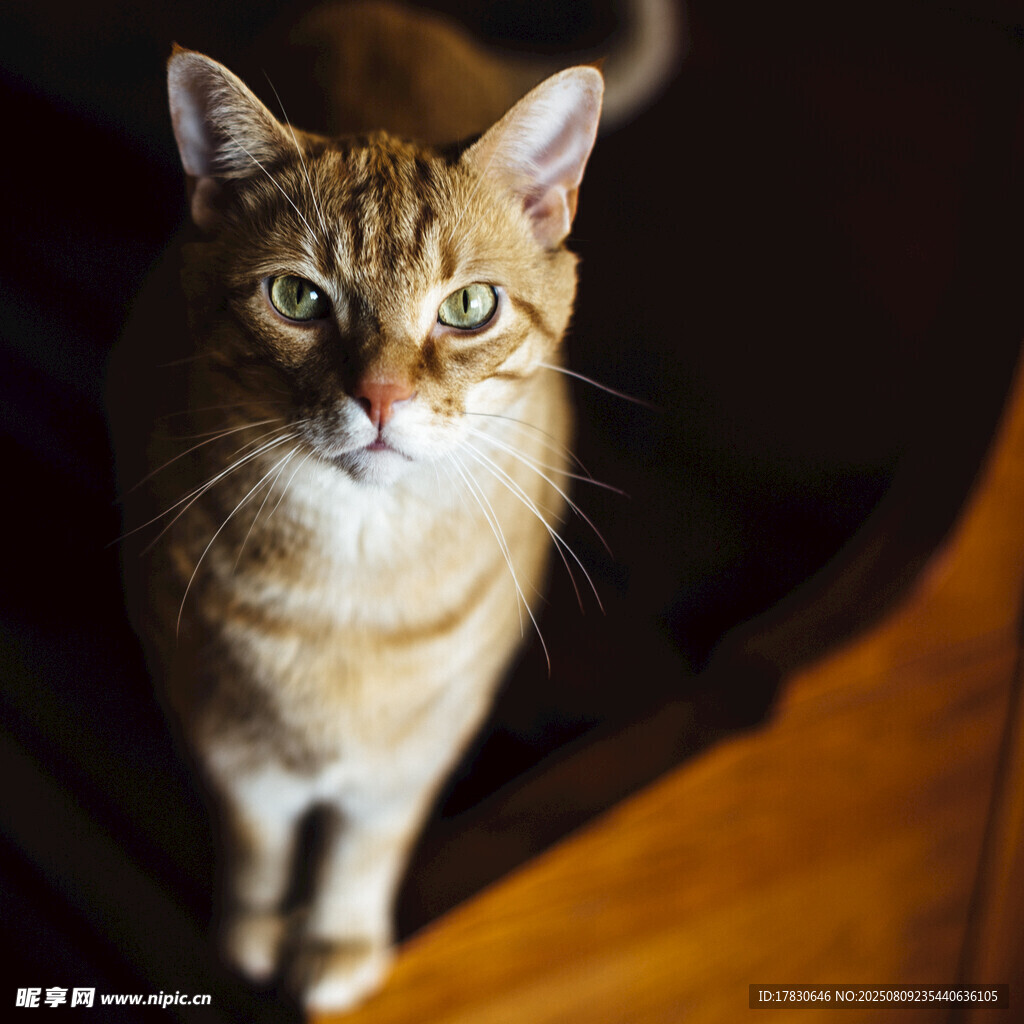 猫咪