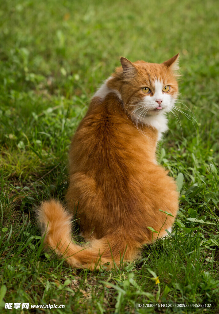 猫咪