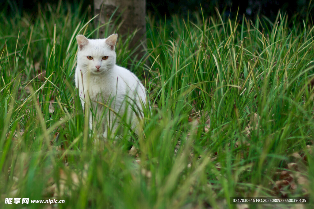 猫咪