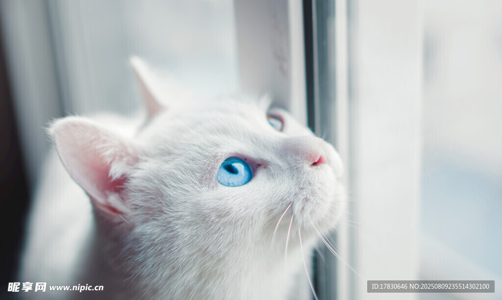 猫咪
