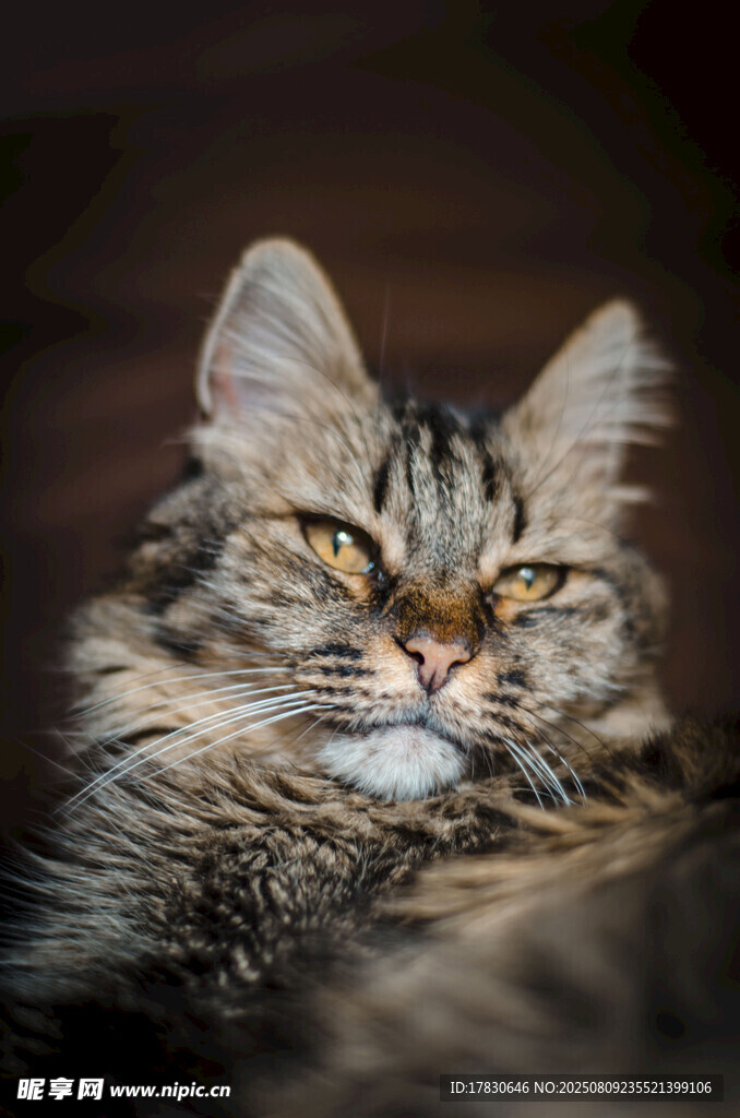 猫咪