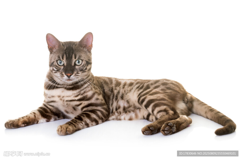 猫咪