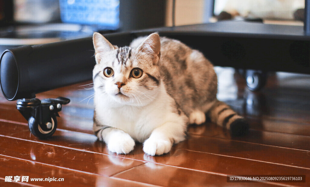 猫咪