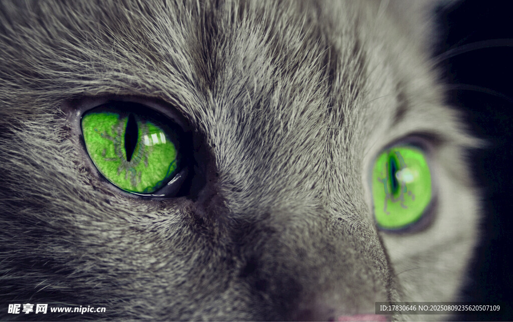 猫咪