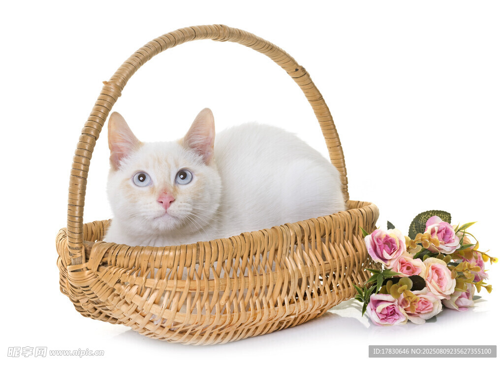 猫咪