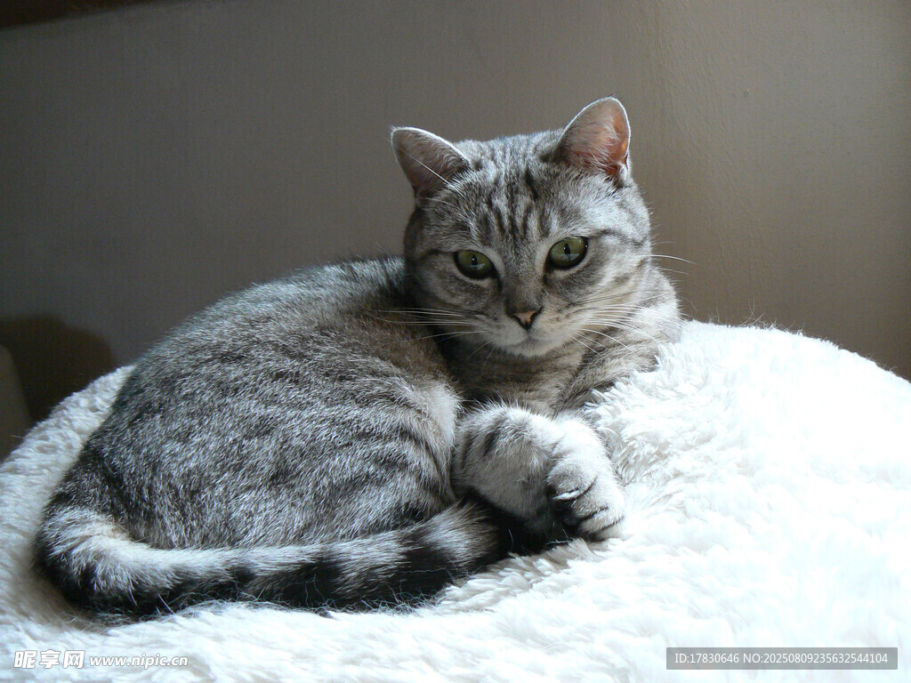 猫咪