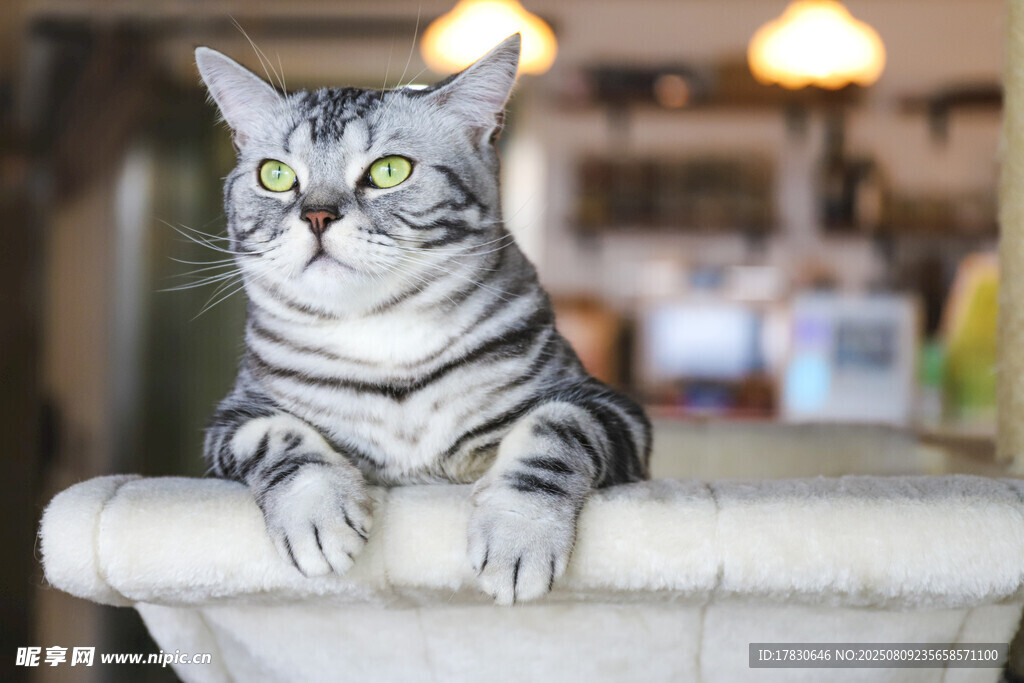 猫咪