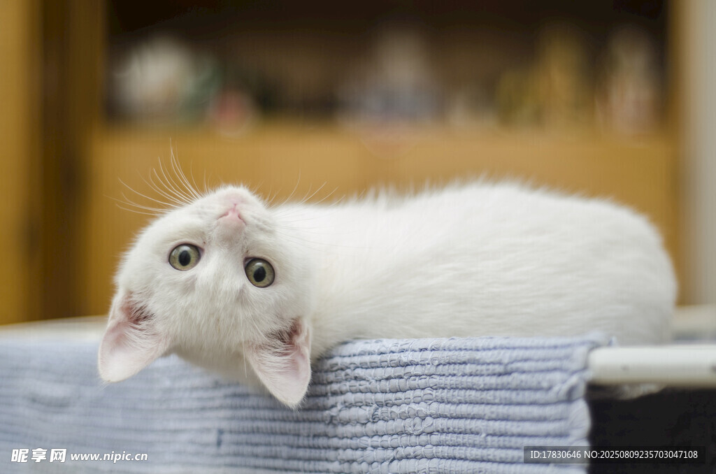 猫咪
