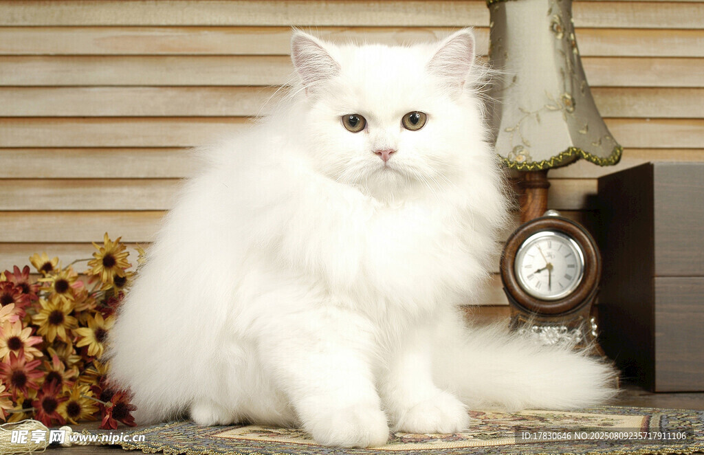猫咪