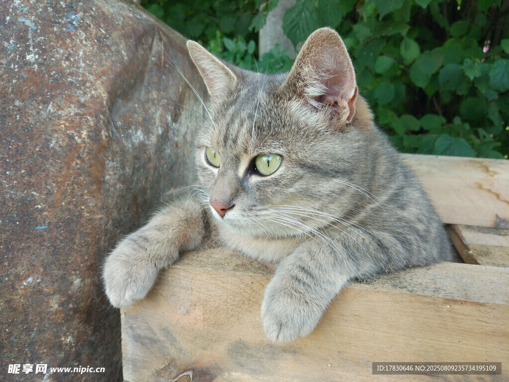猫咪