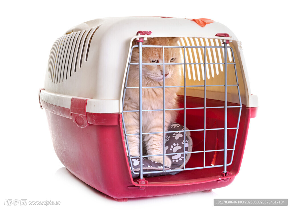 猫咪