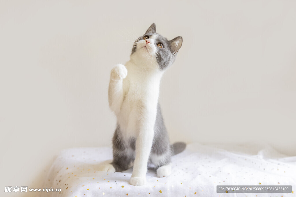 猫咪