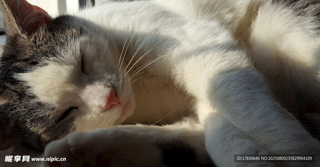 猫咪