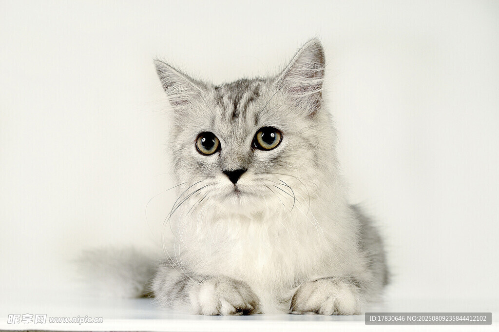 猫咪