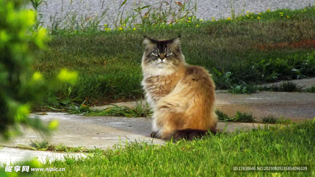 猫咪