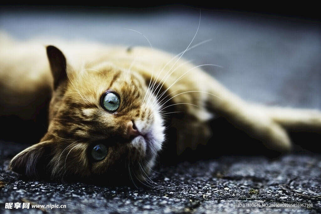 猫咪