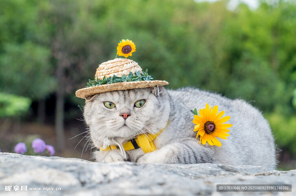 猫咪