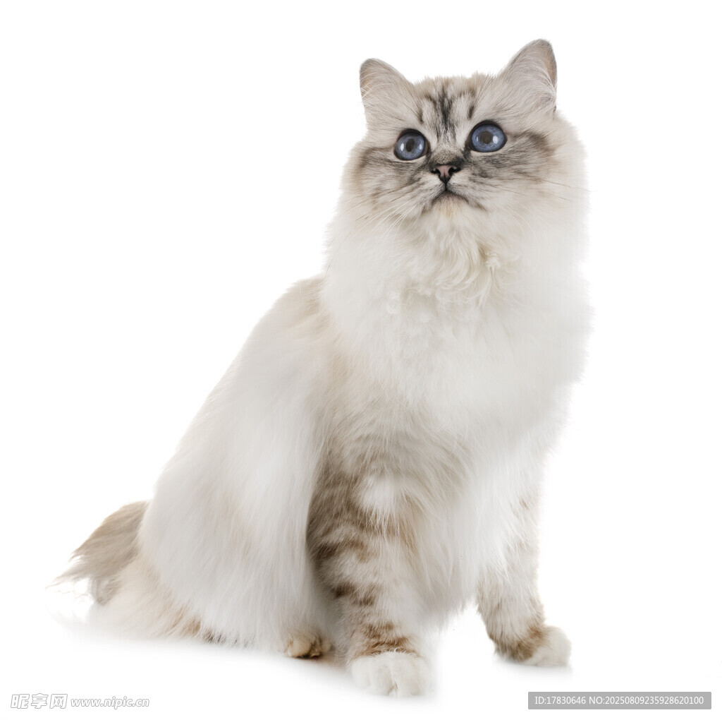 猫咪