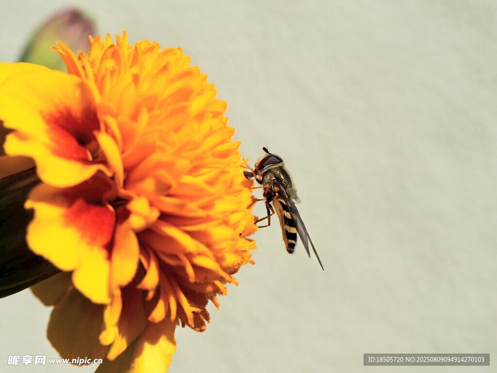 蜜蜂停驻鲜艳金盏花