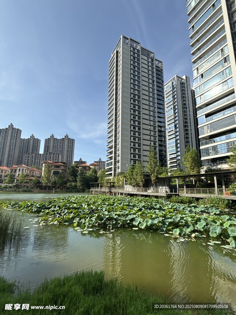 城市湖畔高楼与荷塘景致