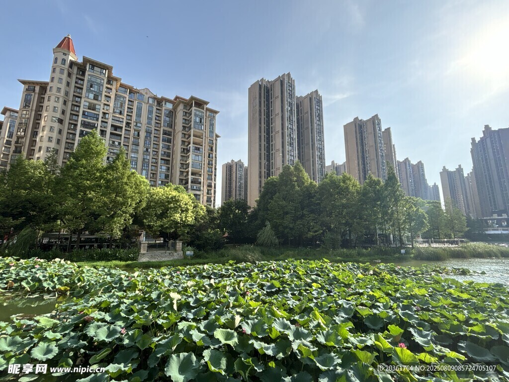 湖畔高楼与荷塘美景