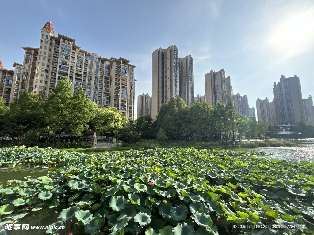 城市荷塘畔的高楼景致