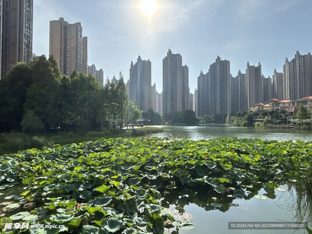 湖畔高楼与繁茂荷叶景观