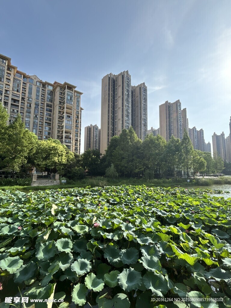 城市中荷塘绿意盎然