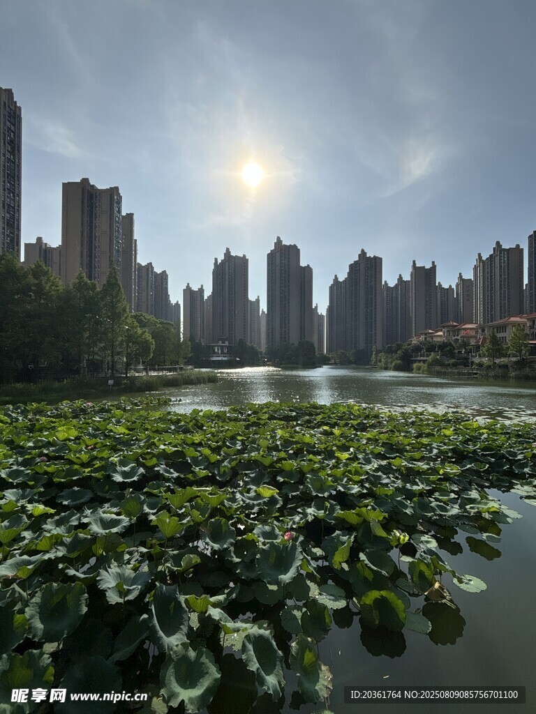 城市湖畔荷叶景观