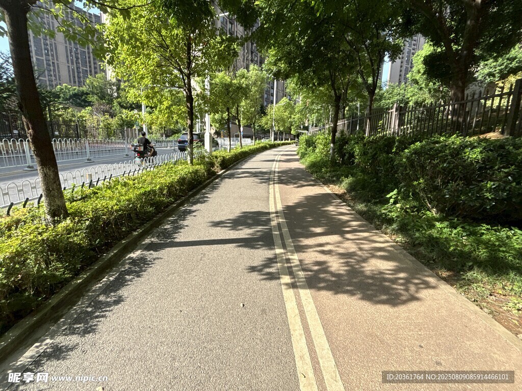 城市林荫小道