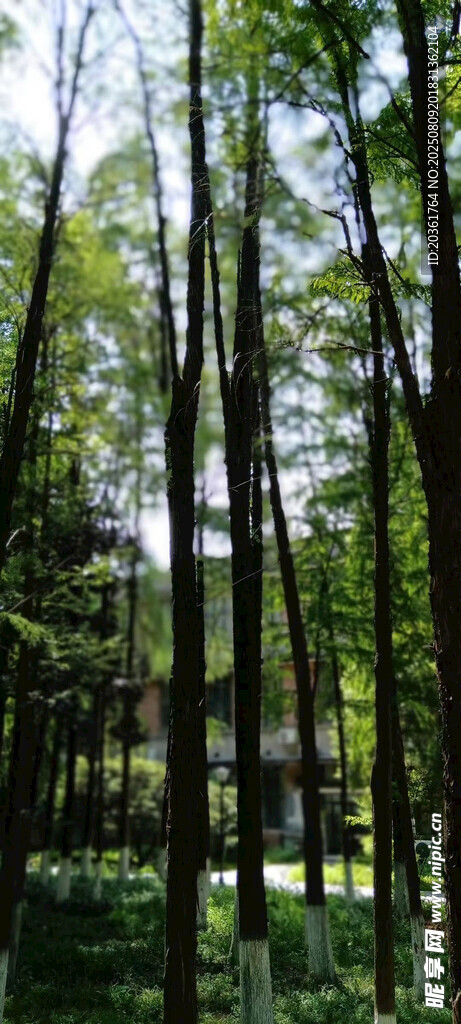 茂密树林中的自然景致