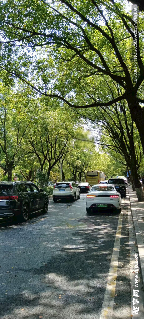 林荫道路上的行驶车辆