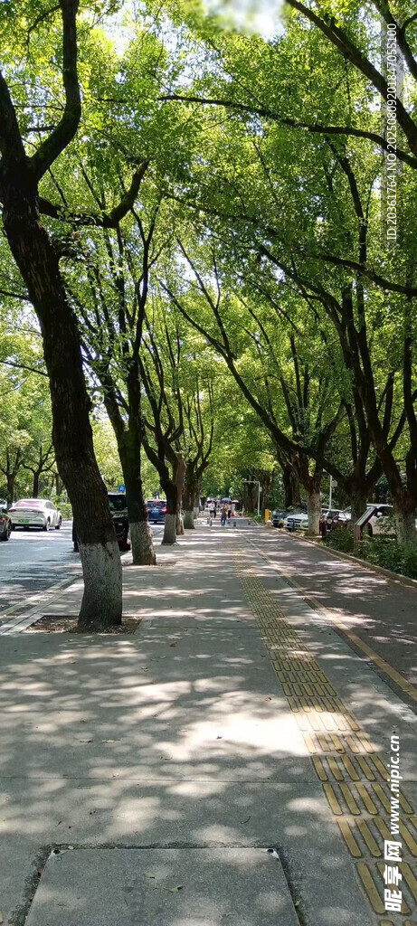 林荫小道