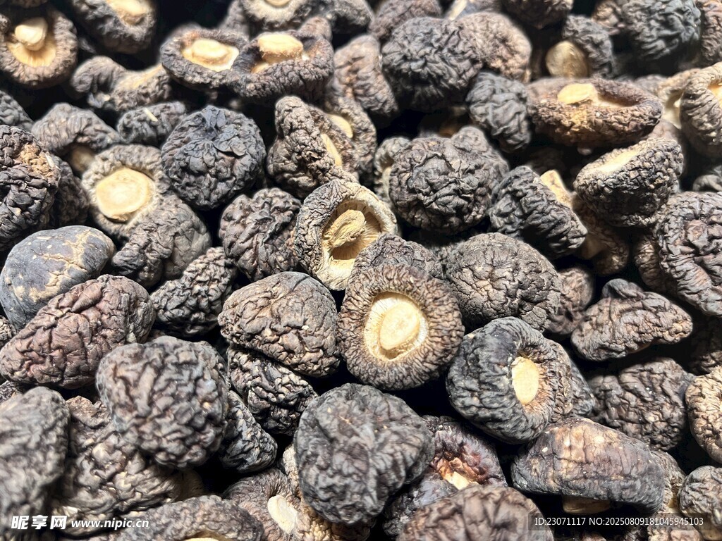 黑面菇