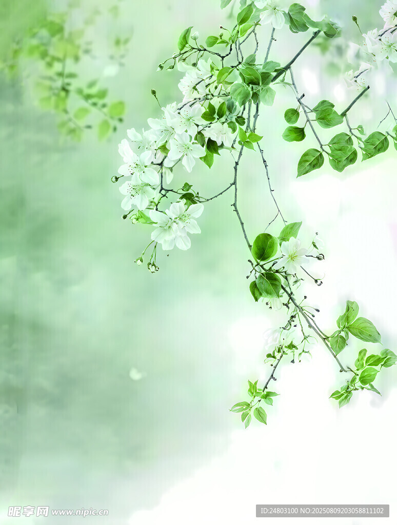 春日绿枝繁花美景