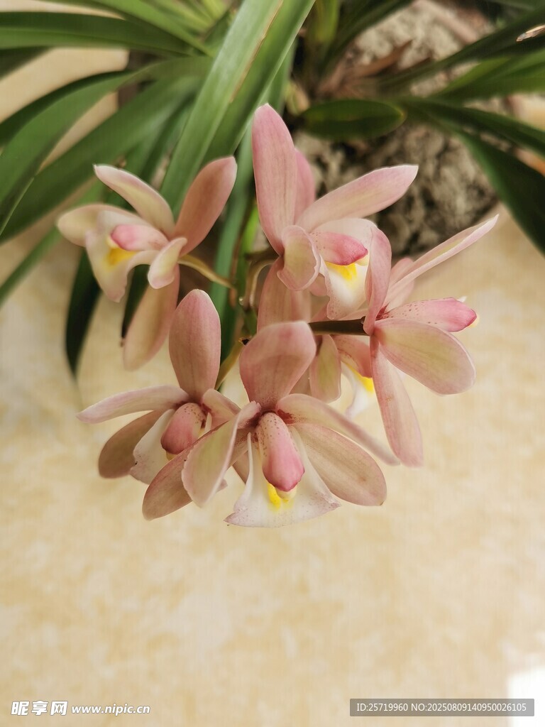兰花