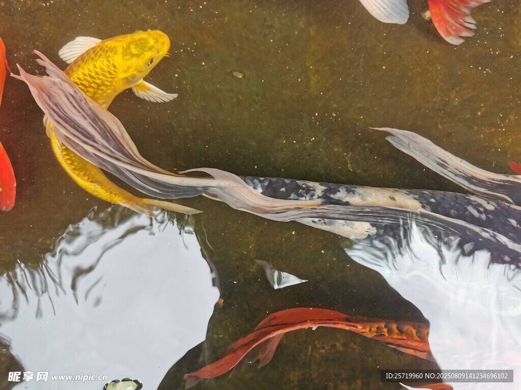蝴蝶鲤