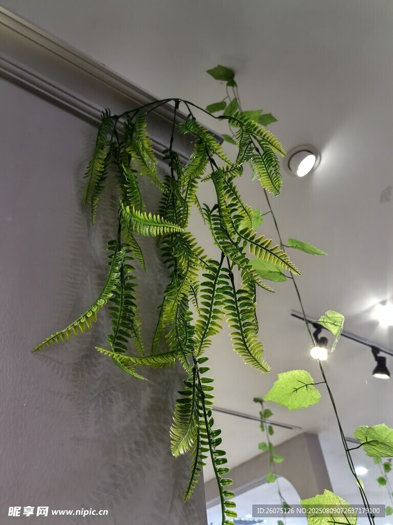 室内悬挂的仿真翠绿藤蔓植物