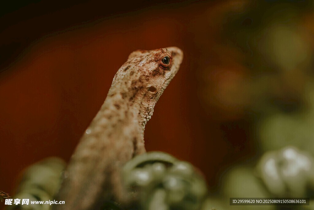 特写凝视的壁虎