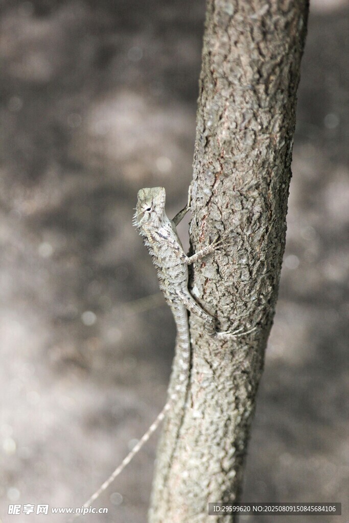 树干上的小蜥蜴