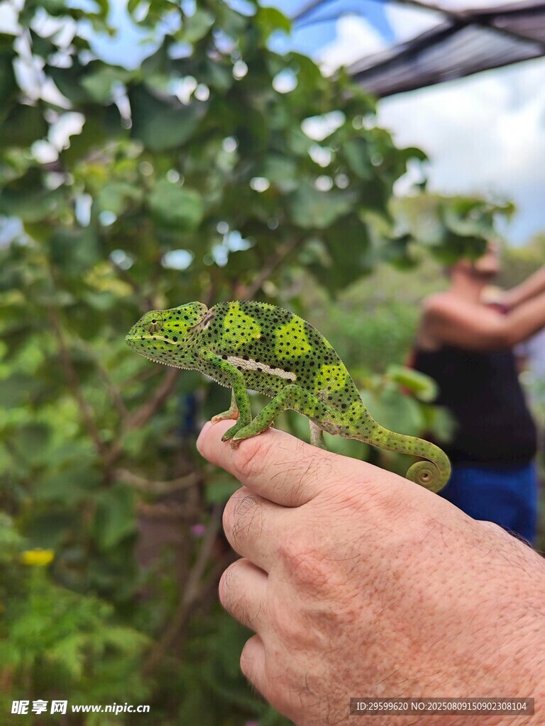 手抚绿植观察植物细节