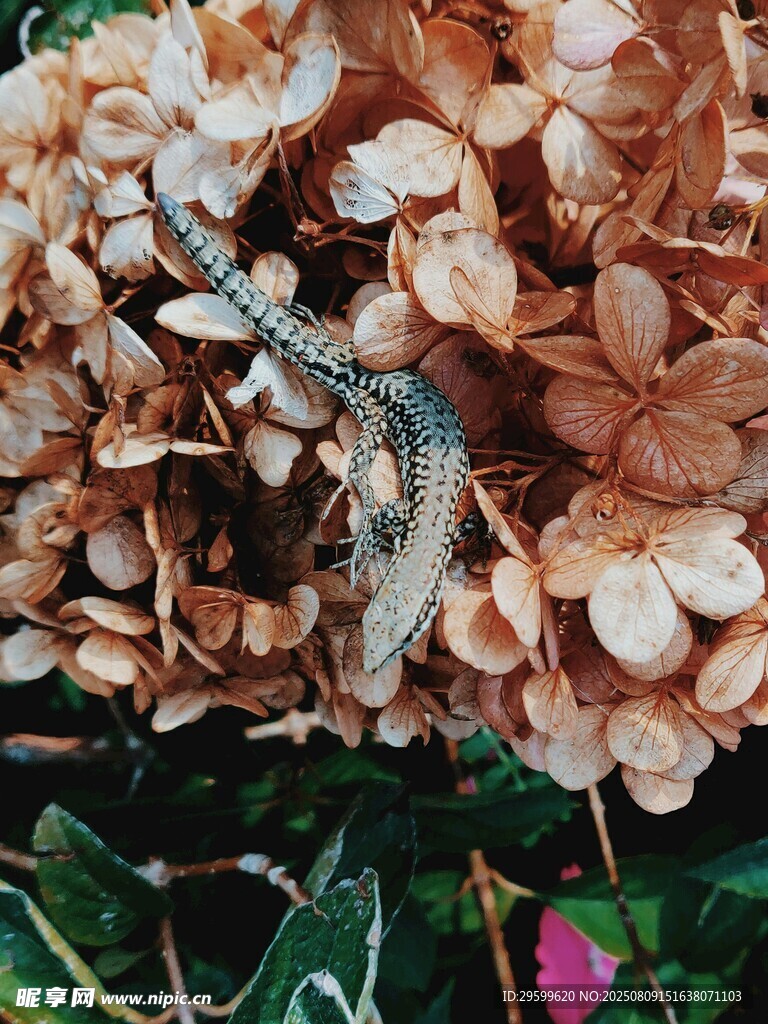 枯叶上的虾
