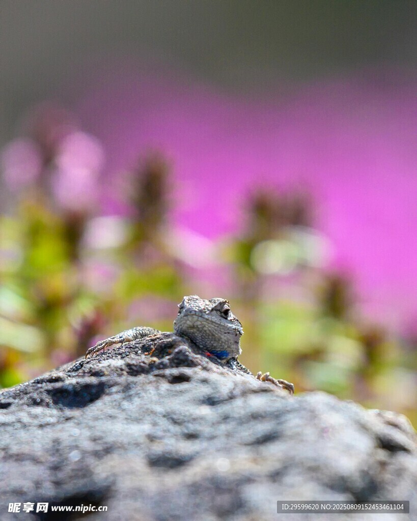 岩石上的小鸟