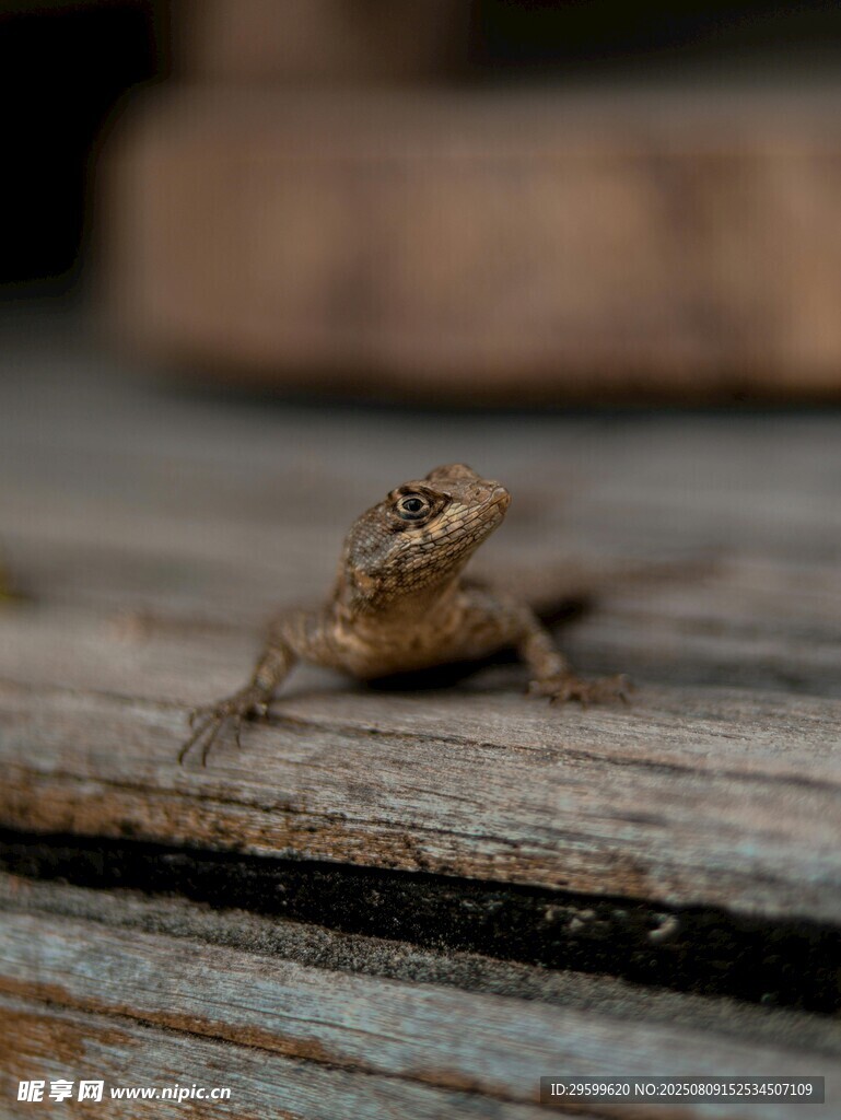 木上蜥蜴特写