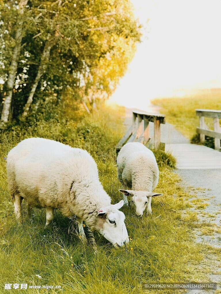 乡村小道上的牧羊场景
