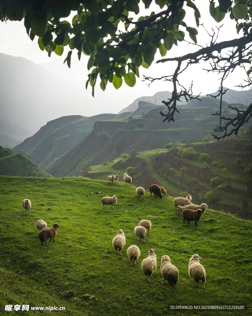 山间绿草地羊群悠然