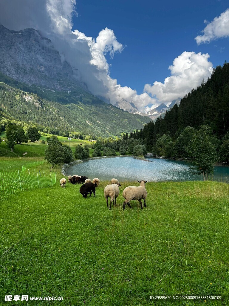 草原湖畔牧羊风景