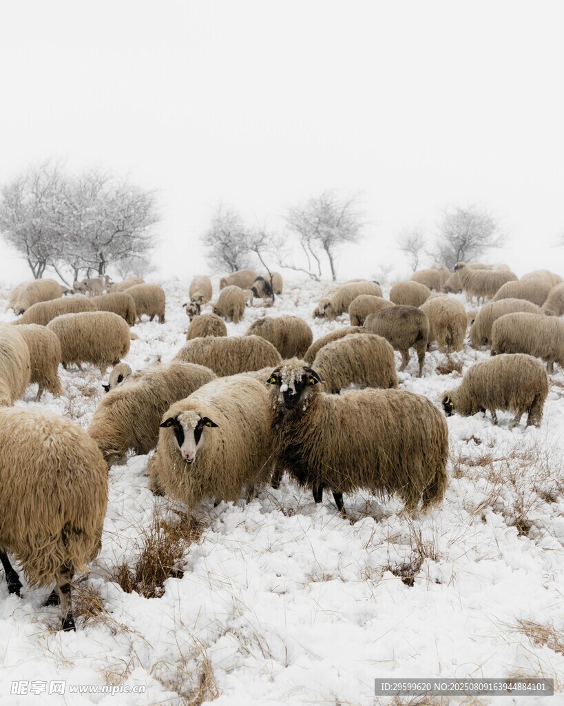 雪地中的羊群